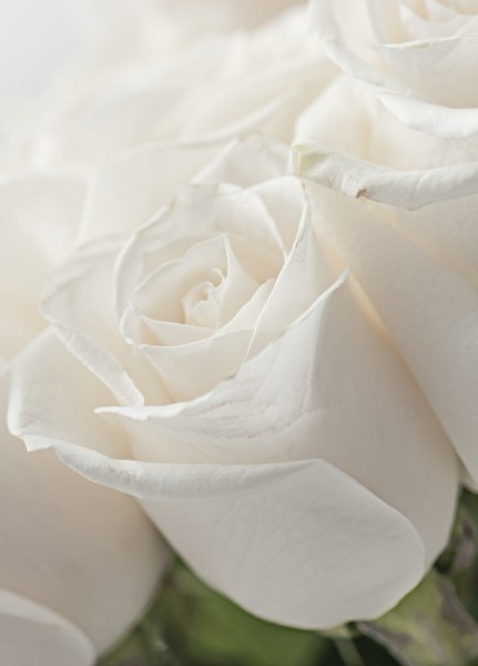 Tommaso Brugnoni