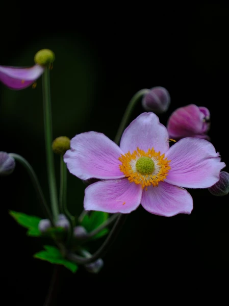 Annetta Bravaccini