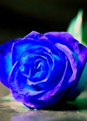 Zelinda  Conti