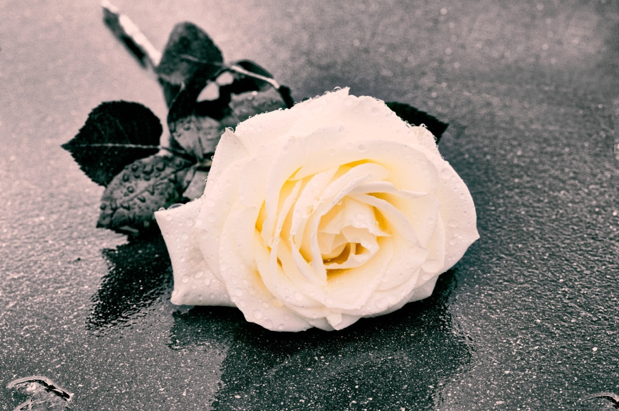 Rosa Scorcia