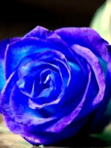 Mercede Muggianu