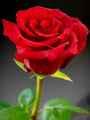 Tonia Rosa Secchi Medde