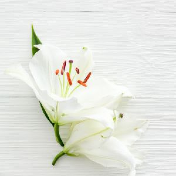 Angela Maria Luisa  Ciampolini Ved. Loperfido