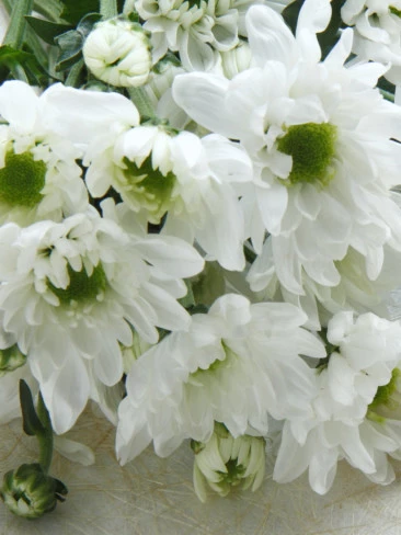 Giordano Alunni