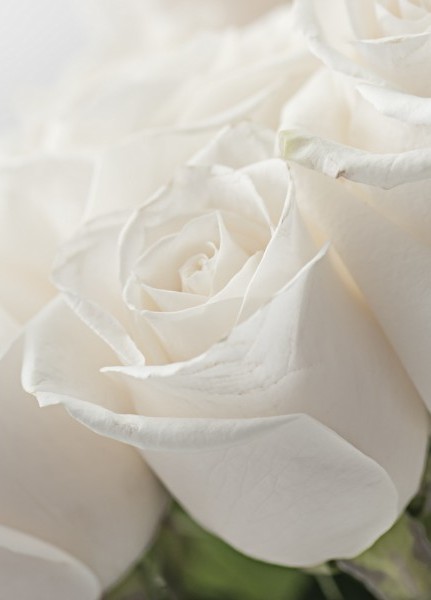 Rosa Maria Ceci