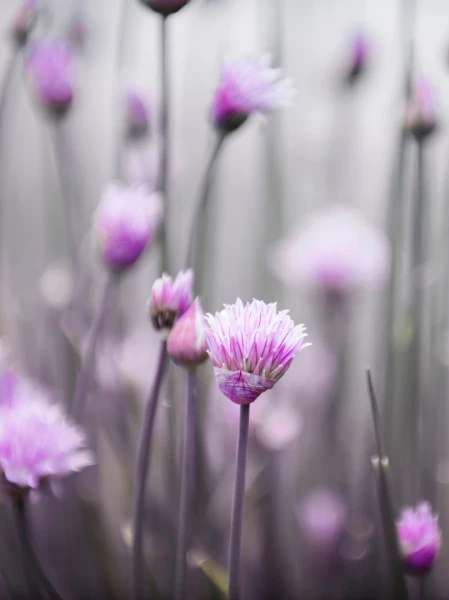  Elda  Surza Ved. Cattarossi