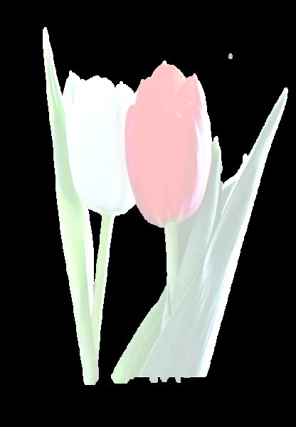 Cecilia Vincis